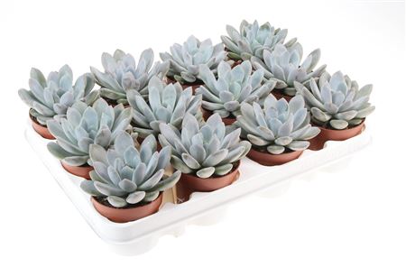 Echeveria Linda
