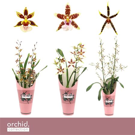 Cambria 2st Mix Orchid Collection