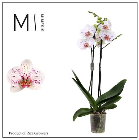 Phal 2st Goya 16+ (mimensis)