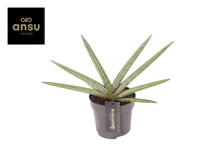 Сансевиерия Тиара Полосы