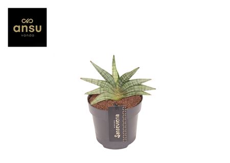 Sansevieria Inti Mini No. 1