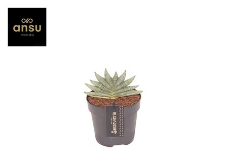 Sansevieria Inti Mini No. 3