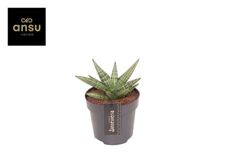 Sansevieria Inti Mini No. 4