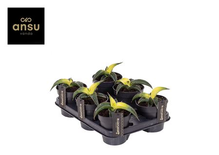 Sansevieria Star Canary