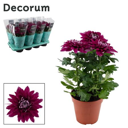 Chrys Zembla Purple 3pp (decorum)