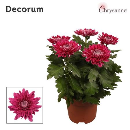 Chrys Zembla Next Purple 5pp (decorum)