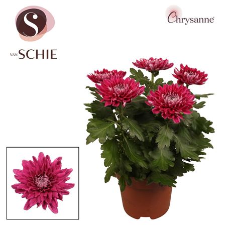 Chrys Zembla Next Purple 5pp (decorum)