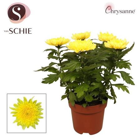 Chrys Zembla Next Yellow 5pp (decorum)