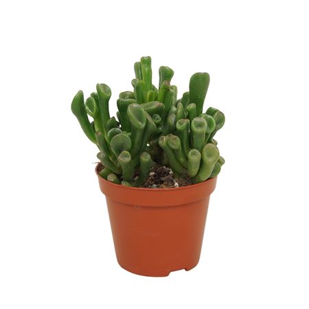Crassula Trompet