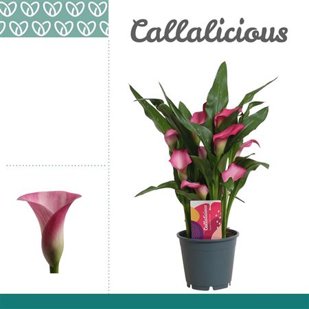 Zantedeschia Pink