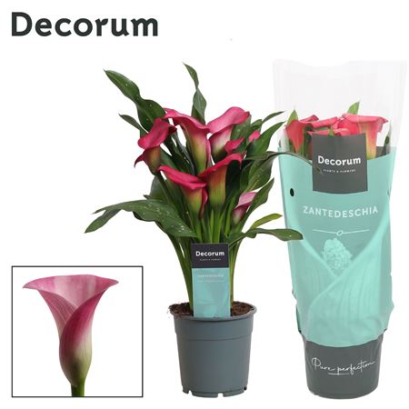 Zantedeschia Pink (decorum)