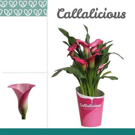 Zantedeschia Pink In Potcover