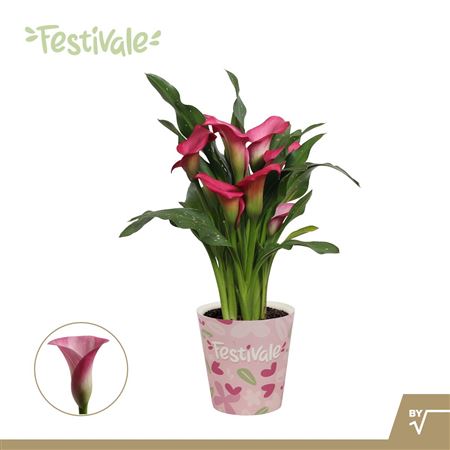 Zantedeschia Pink In Paper Cup