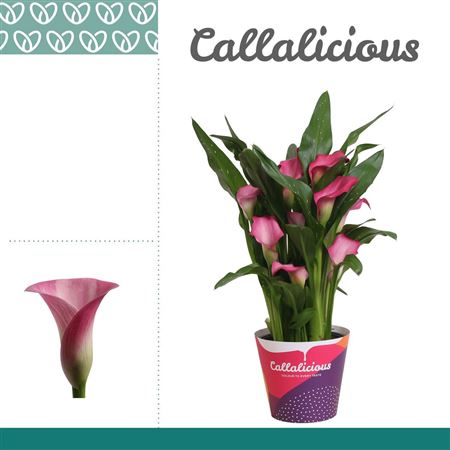 Zantedeschia Pink In Potcover