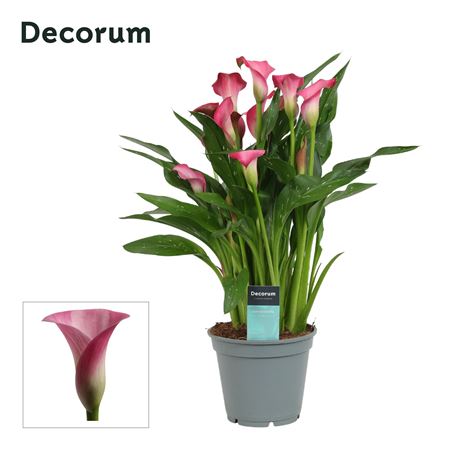 Zantedeschia Pink (decorum)