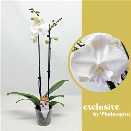 Phal 2st Mindoro 18+ (phalaenova)