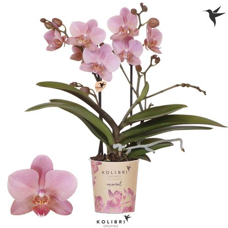 Phal Little Kolibri 2st Jewel Treviso (ok)