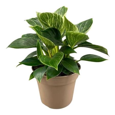 Philodendron Birkin (white Wave)