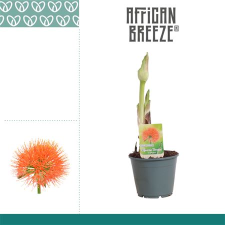 Scadoxus Multiflorus