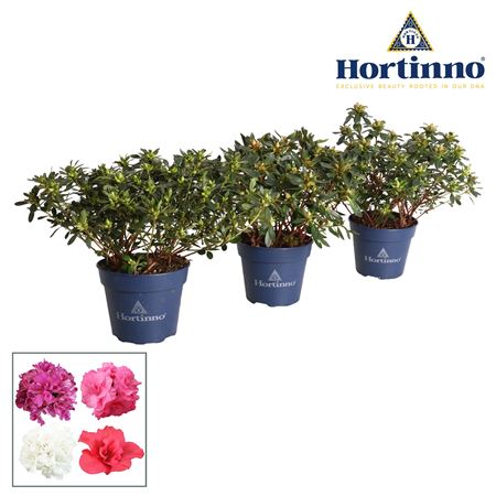 Rhodo Hortinno Garden Evergreen Mix