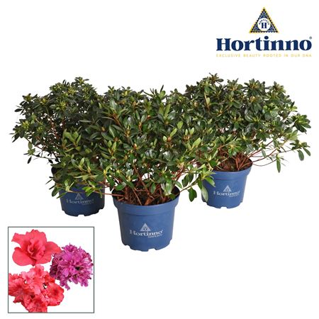Rhodo Hortinno Mix