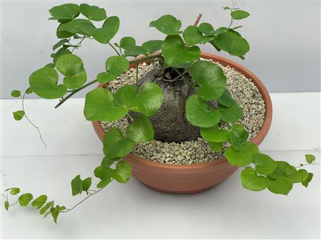 Dioscorea Elephantipes