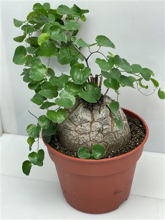 Dioscorea Elephantipes