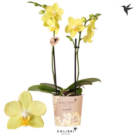 Phal 2st La Paz 22+ Potcover (ok)