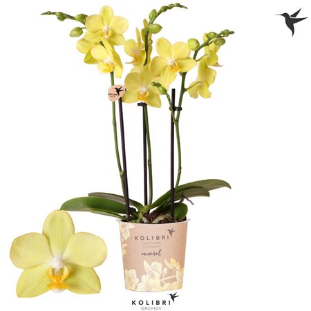 Phal 3st La Paz 22+ ( Ok )