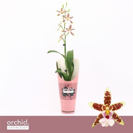 Cambria, Renaissance White 1-spike 'orchid Collect