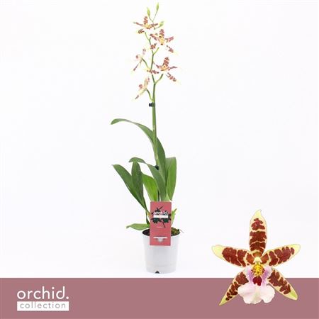 Cambria, Renaissance White 1-spike 'orchid Collect