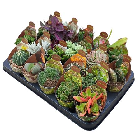 Cactus Succulent Mix Potcover