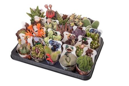 Cactus Succulent Mix Potcover Savannah 3d