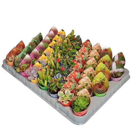 Cactussucculent Mix Potcover
