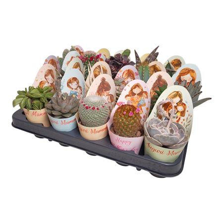 Cactus And Succulent Mix Potcover