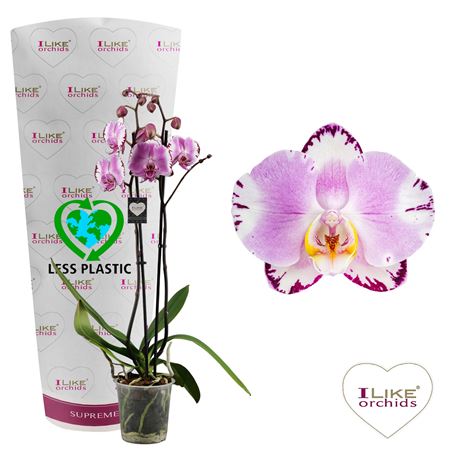 Phal 2st Art Nouveau 14+ (levo)