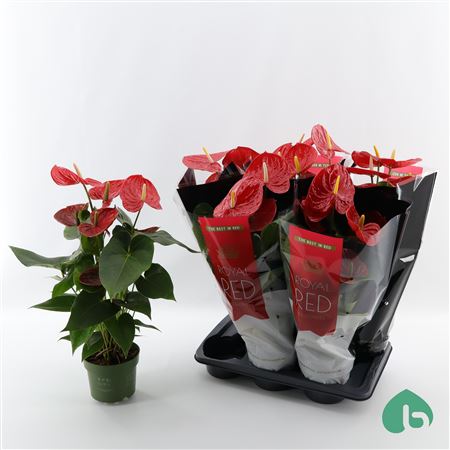 Anth An Royal Red Idaho 5+