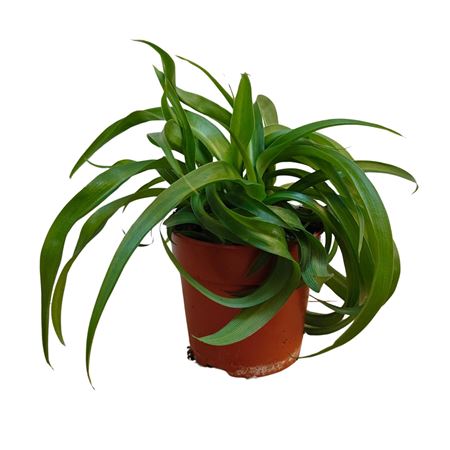 Хлорофитум Бонни Грин