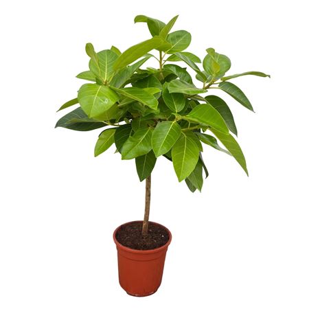 Ficus Altissima On Stem