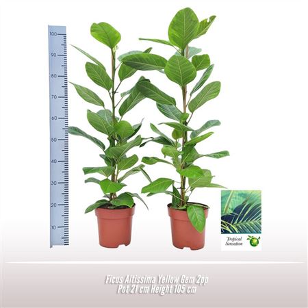 Ficus Altissima Yellow Gem