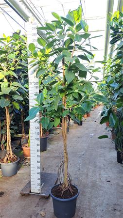 Ficus Altissima On Stem
