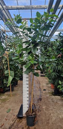 Ficus Altissima On Stem