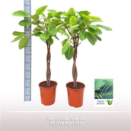 Ficus Altissima Yellow Gem Twisted Stem