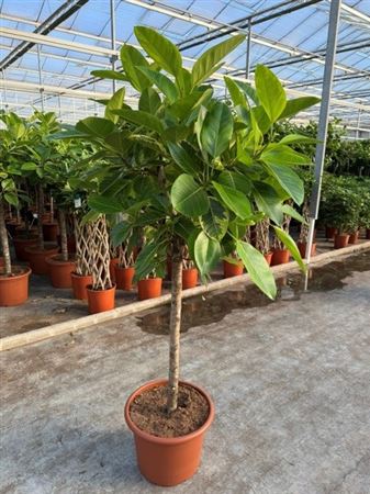 Ficus Altissima