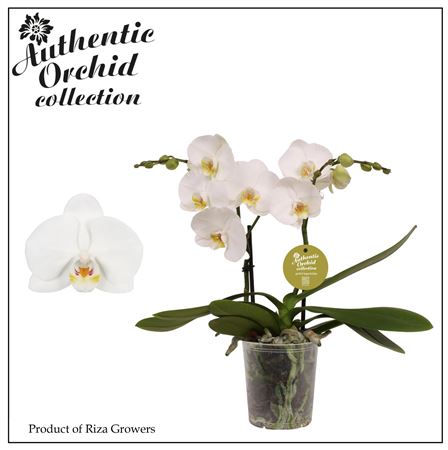 Phal 2st Authentic Spirit White 12+ (orchid Grower