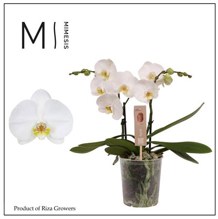 Phal 2st Spirit White (mimesis)