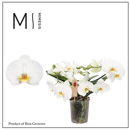 Phal Muse White 25+ (мимесис)