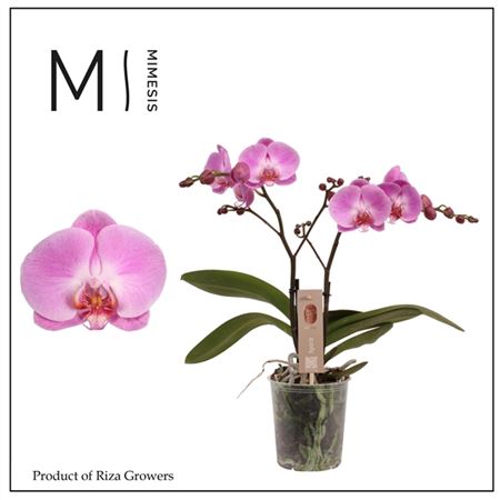 Phal 2st Spirit Pink 16+ (mimesis)