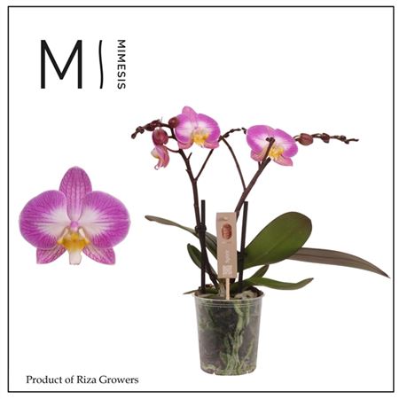 Phal 2st Spirit Pink Special (mimesis)
