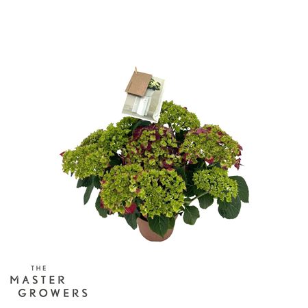 Hydrangea Ma Hi Fire Lila 5+